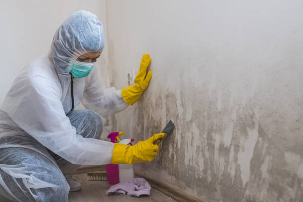 Mold Removal and Inspection in Forest, VA