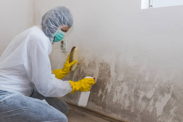 Best Black Mold Removal  in Forest, VA