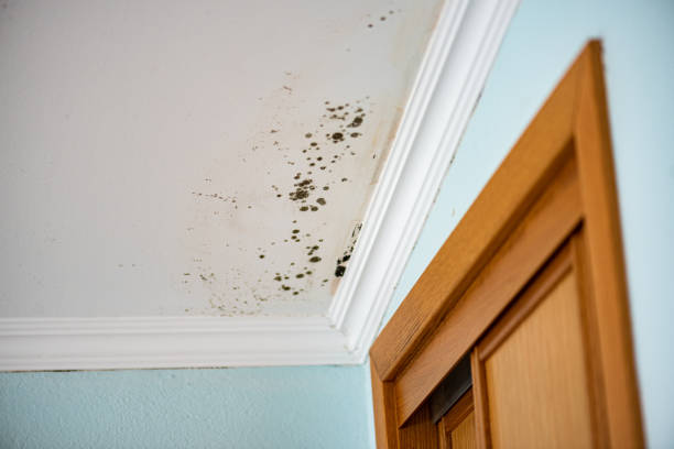 Best Toxic Mold Removal  in Forest, VA