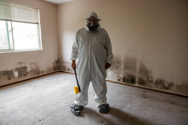Reliable Forest, VA Mold Removal Solutions