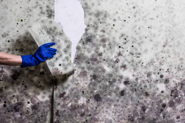Best Emergency Mold Removal  in Forest, VA