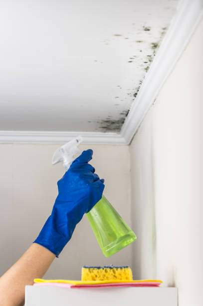 Best Mold Testing  in Forest, VA